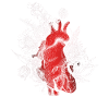 Anatomical Heart And Flowers