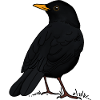 Amsel