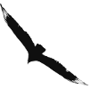 Flying eagle