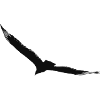 Flying eagle