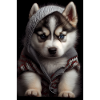 Siberian Husky Dog Puppy