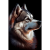 Siberian Husky Hund Dog