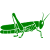 green grasshopper
