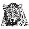 Tigre