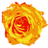 Rose orange