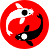 Yin and Yang Koi carp