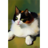 Cat Image