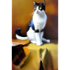 Image du chat
