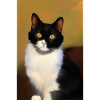 Cat Image