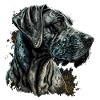 Great Dane
