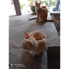 CHATS