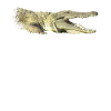 Crocodile - Reptile - Prédateur en Afrique