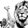 Löwe Afrika