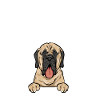 Mastiff Chien Vieux Mastiff anglais