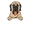 Mastiff Chien Vieux Mastiff anglais
