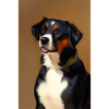 Dog Picture