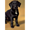Dog Picture