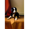 Dog Picture
