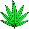 Hemp
