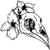 Bird's Head // Skull // Illustration