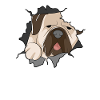 Mastiff