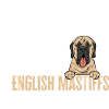Mastiff Chien Vieux Mastiff anglais