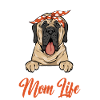 Mastiff Chien Vieux Mastiff anglais