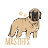 Mastiff Chien Vieux Mastiff anglais