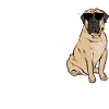 Mastiff Chien Vieux Mastiff anglais