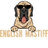 Mastiff Chien Vieux Mastiff anglais