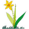 Spring Flower Daffodil