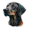 Plott Hound Portrait