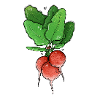 Radish illustration