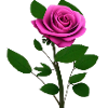 Blume