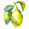 Citron frais aquarelle