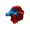 Combattant (Betta splendens)