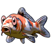 Carpe Koi (Cyprinus rubrofuscus)