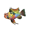 Ramirezi (Mikrogeophagus ramirezi)