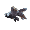 poisson Telescope (Carassius auratus)