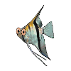 Scalaire (Pterophyllum scalare)