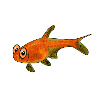 Tétra amandae (Hyphessobrycon amandae)