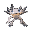 Axolotl (Ambystoma mexicanum)