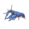 écrevisse bleue (Procambarus alleni)