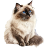 Burma cat Burma