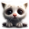 Super cute kitten