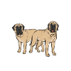 Mastiff Chien Vieux Mastiff anglais