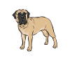 Mastiff Chien Vieux Mastiff anglais