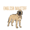 Mastiff Chien Vieux Mastiff anglais