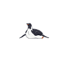 Penguin Lover Penguin Gifts
