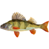 Low poly Barsch